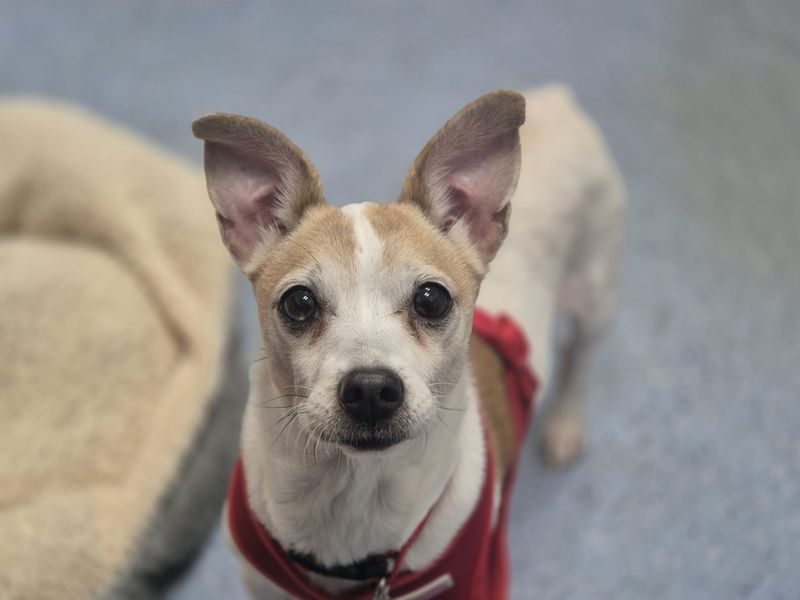 Jack Russell Terrier for adoption in Leeds, Yorkshire – 9 years old