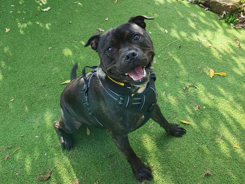 Staffordshire Bull Terrier for adoption in Uxbridge, Greater London – 1 year old - Image 2 of 2