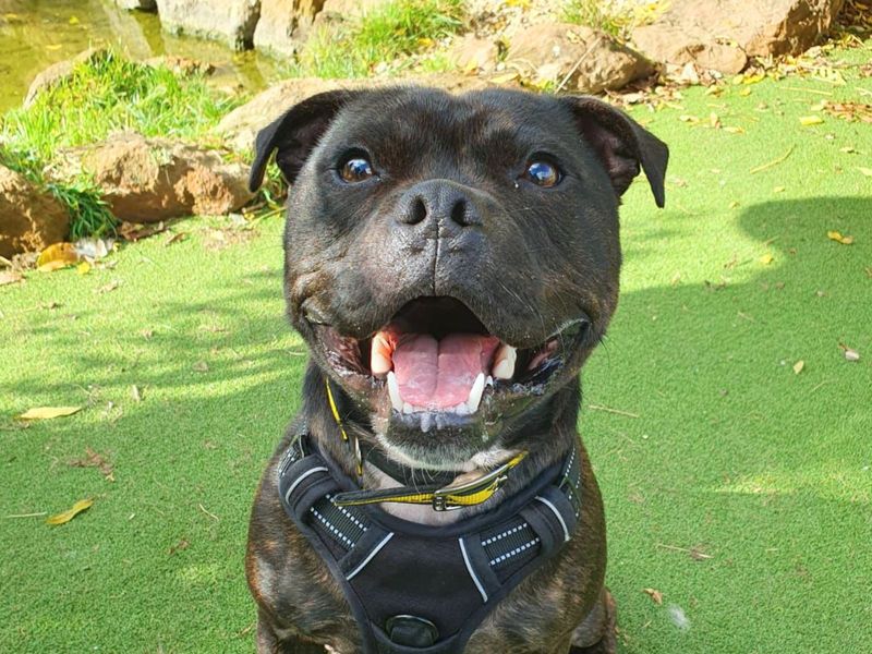 Staffordshire Bull Terrier Dogs And Puppies For Adoption