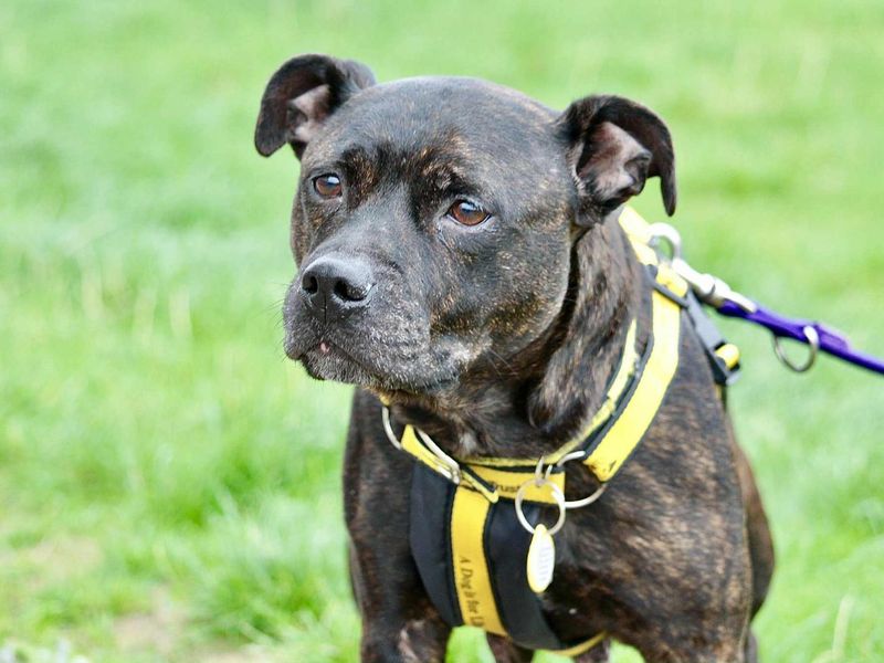 Staffordshire Bull Terrier for adoption in Evesham, Worcestershire – 5 years old - Image 2 of 2