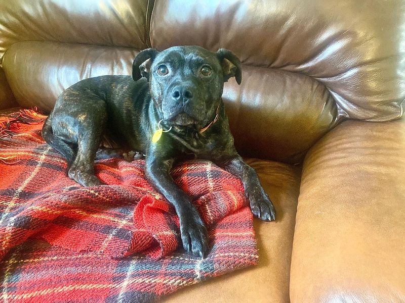 Staffordshire Bull Terrier for adoption in Evesham, Worcestershire – 5 years old