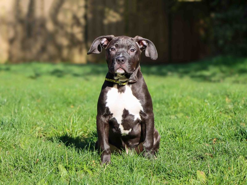 Staffordshire Bull Terrier for adoption in Sadberge, Co Durham – 6 months old - Image 3 of 3