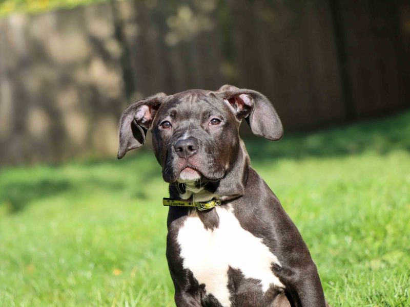 Staffordshire Bull Terrier for adoption in Sadberge, Co Durham – 6 months old - Image 2 of 3