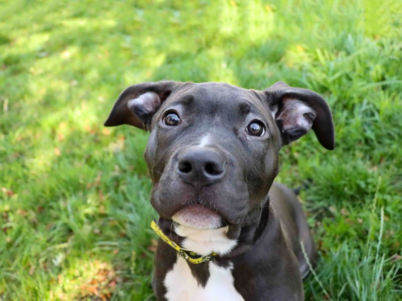 Staffordshire Bull Terrier for adoption in Sadberge, Co Durham – 5 months old