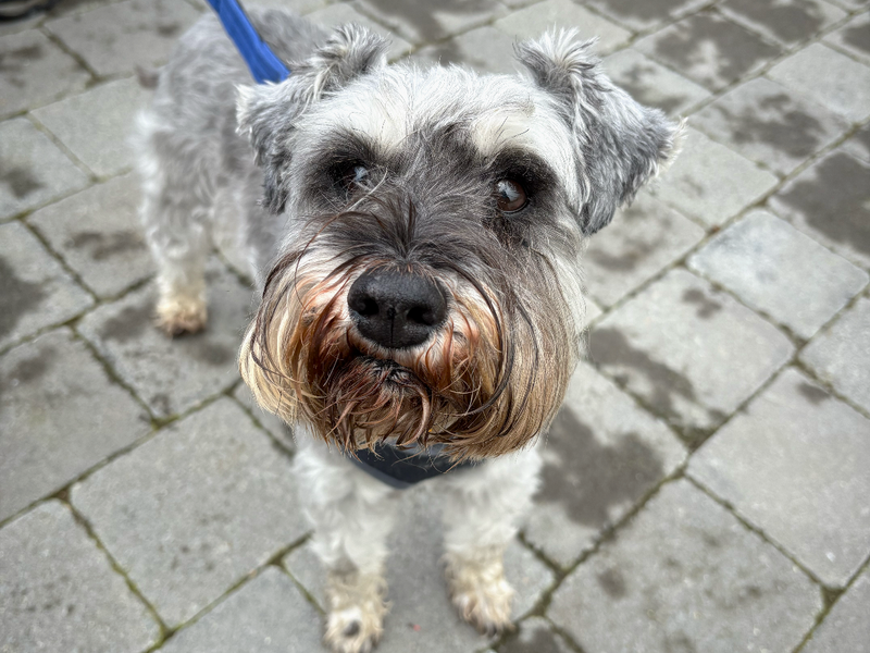 Beau | Schnauzer (Standard) | Ballymena (Northern Ireland) - 1