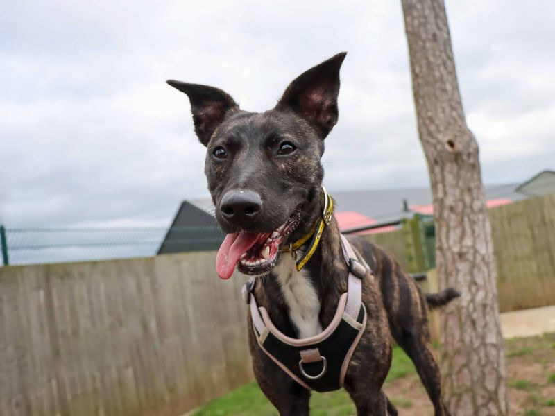 Sass, a 2 years old female Dutch Shepherd available for adoption from Dogs Trust in Darlington, County Durham