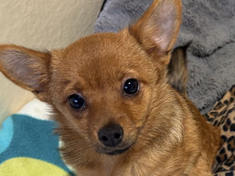 Chihuahua for adoption in Ballymena, Co Antrim – 4 months old