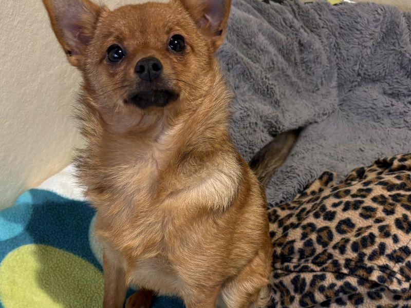 Chihuahua for adoption in Ballymena, Co Antrim – 4 months old - Image 2 of 2