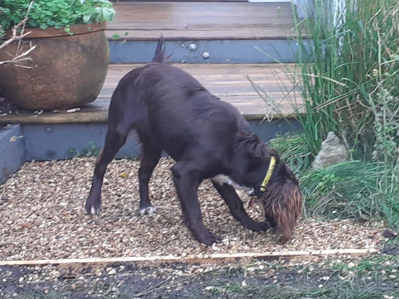 Cocker Spaniel for adoption in Shoreham-by-Sea, West Sussex – 10 months old - Image 3 of 4