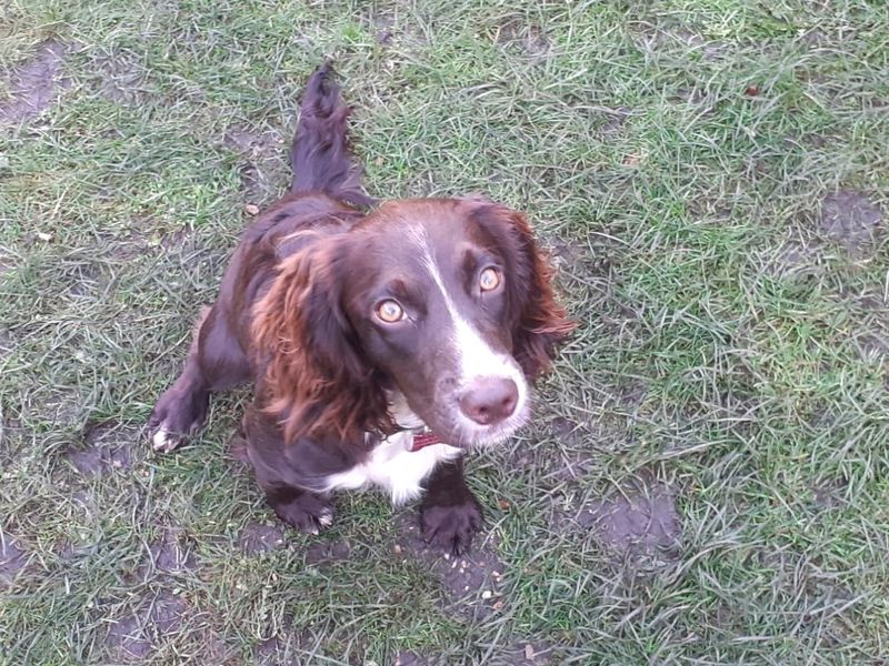 Lottie, a 8 months old female Cocker Spaniel available for adoption from Dogs Trust in Shoreham, West Sussex
