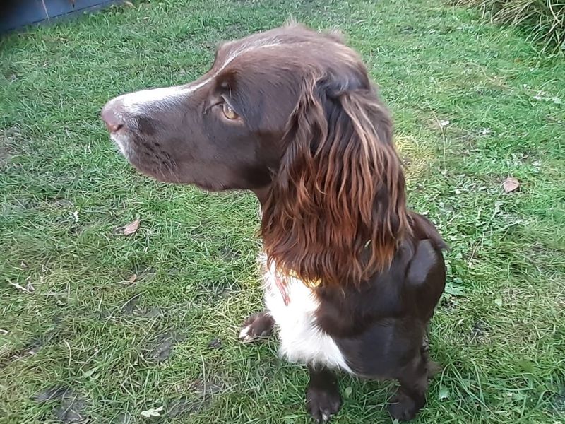 Cocker Spaniel for adoption in Shoreham-by-Sea, West Sussex – 10 months old - Image 2 of 4