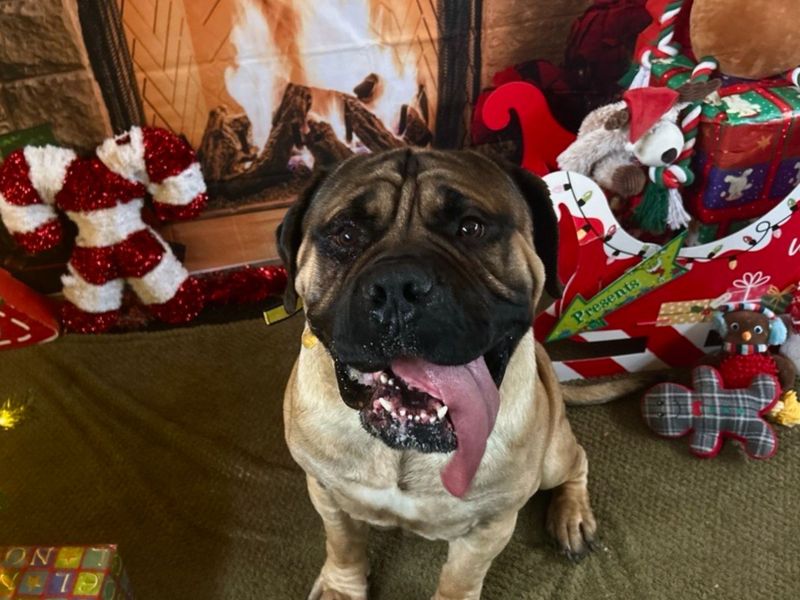 Fawn, a 4 years old male Boerboel available for adoption from Dogs Trust in Snetterton, Norfolk