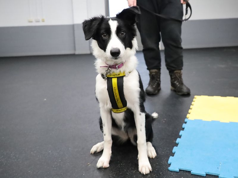 Border Collie for adoption in Leeds, West Yorkshire – 7 months old - Image 2 of 4