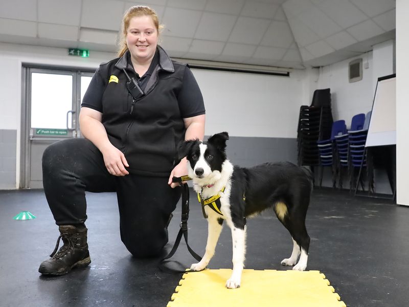 Border Collie for adoption in Leeds, West Yorkshire – 7 months old - Image 3 of 4
