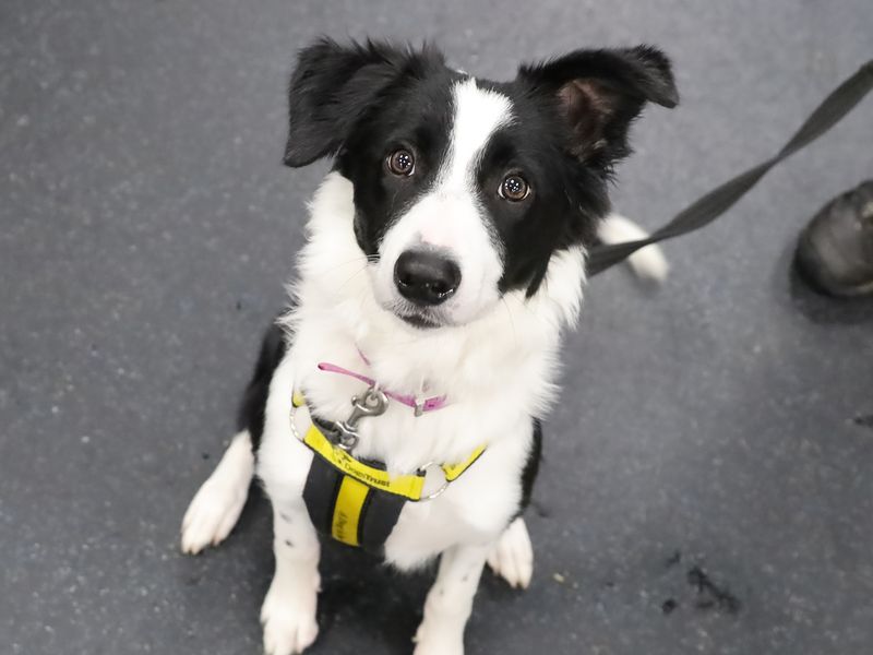 Jess, a 6 months old female Border Collie available for adoption from Dogs Trust in Leeds, West Yorkshire