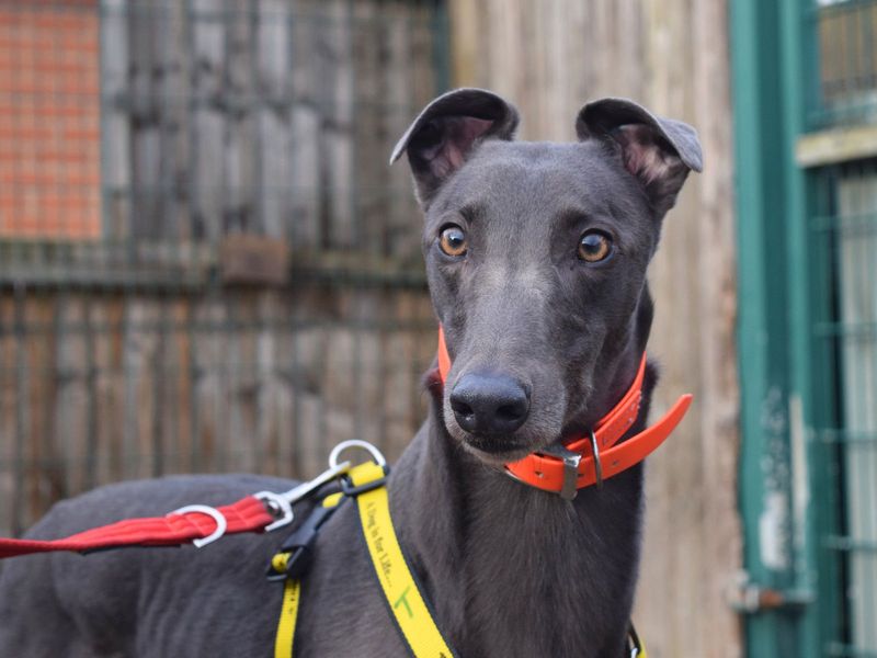 Greyhound for adoption in Uxbridge, London – 3 years old - Image 2 of 4