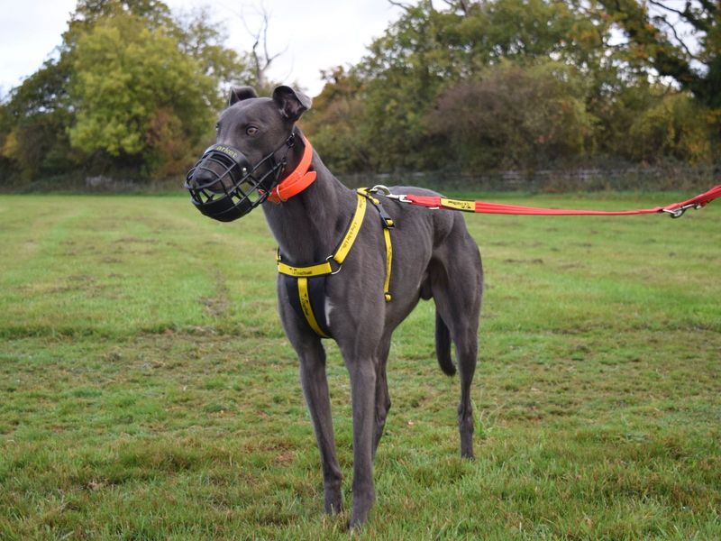 Greyhound for adoption in Uxbridge, London – 3 years old - Image 3 of 4