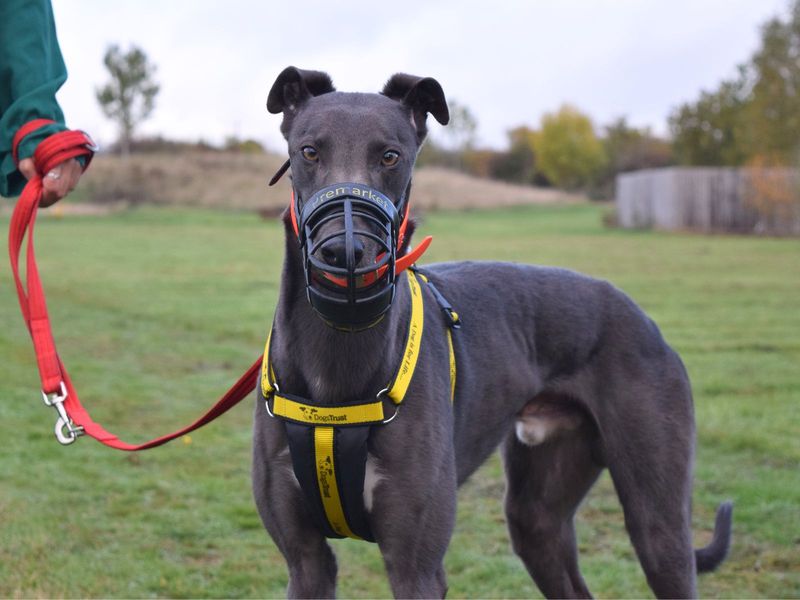 Greyhound for adoption in Uxbridge, London – 3 years old - Image 4 of 4