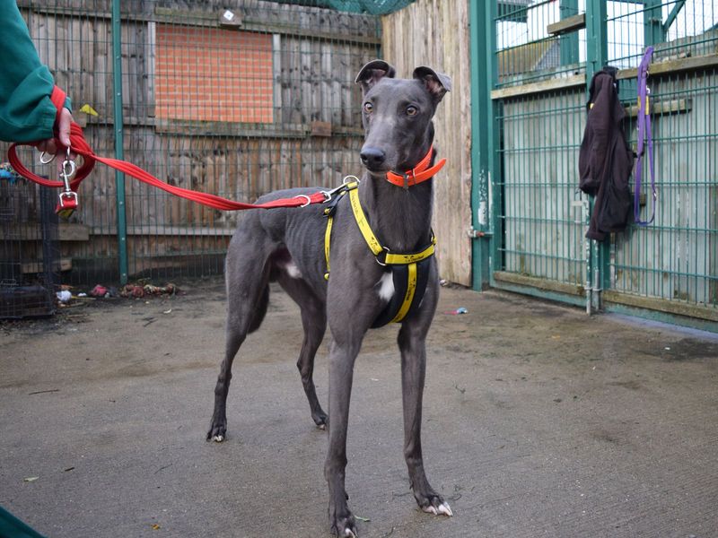 Greyhound for adoption in Uxbridge, London – 3 years old