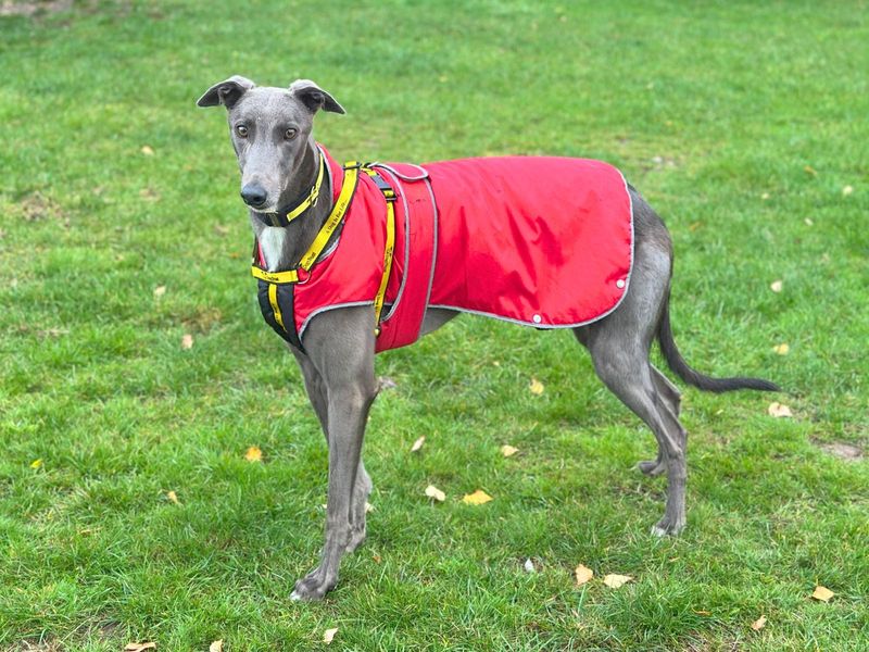 Greyhound for adoption in Uxbridge, London – 2 years old - Image 3 of 3