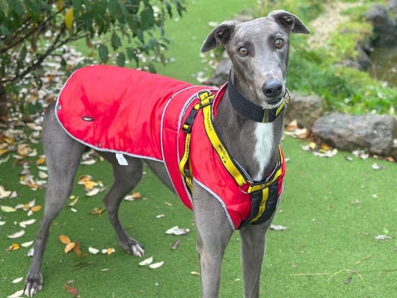 Greyhound for adoption in Uxbridge, London – 2 years old