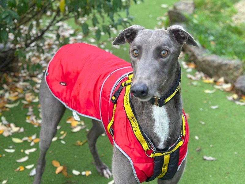 Greyhound for adoption in Uxbridge, London – 2 years old - Image 2 of 3