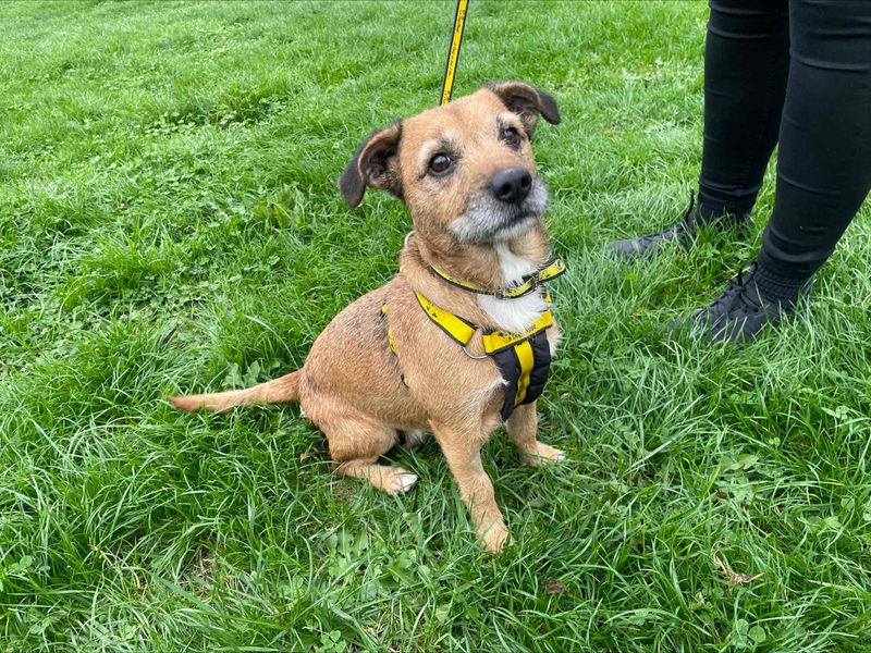 Jack Russell Terrier for adoption in Wymeswold, Leicestershire – 5 years old - Image 2 of 3