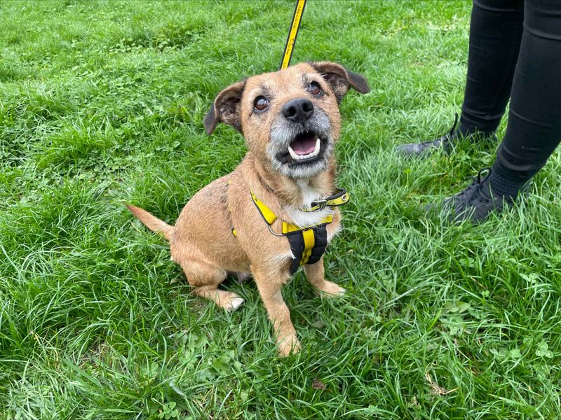 Jack Russell Terrier for adoption in Wymeswold, Leicestershire – 5 years old