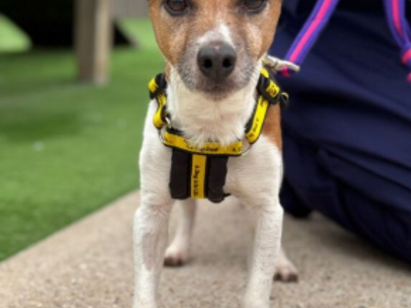 Tetley, a 2 years old male Unknown available for adoption from Dogs Trust in Loughborough, Leicestershire