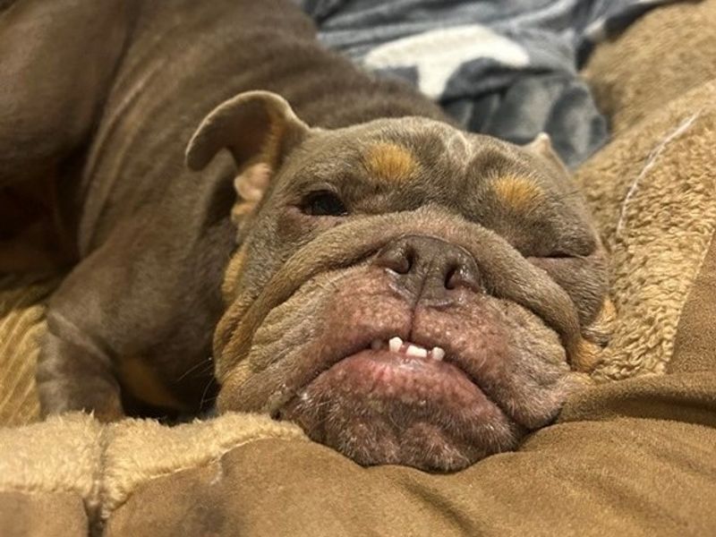 English Bulldog for adoption in Newton Tony, Wiltshire – 4 years old - Image 2 of 3