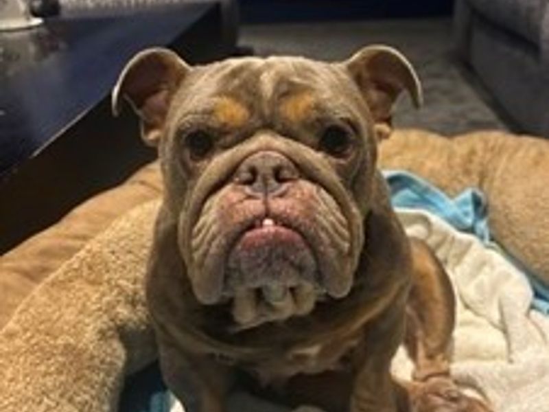 English Bulldog for adoption in Newton Tony, Wiltshire – 4 years old