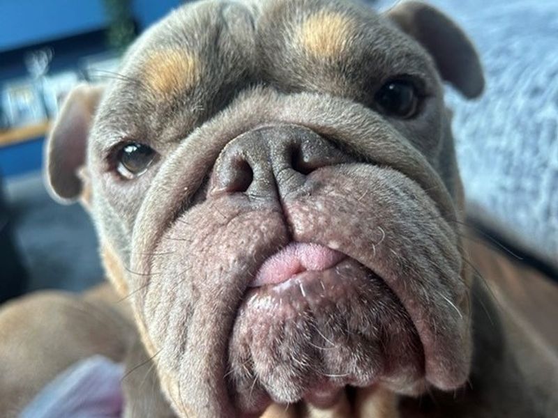 English Bulldog for adoption in Newton Tony, Wiltshire – 4 years old - Image 3 of 3