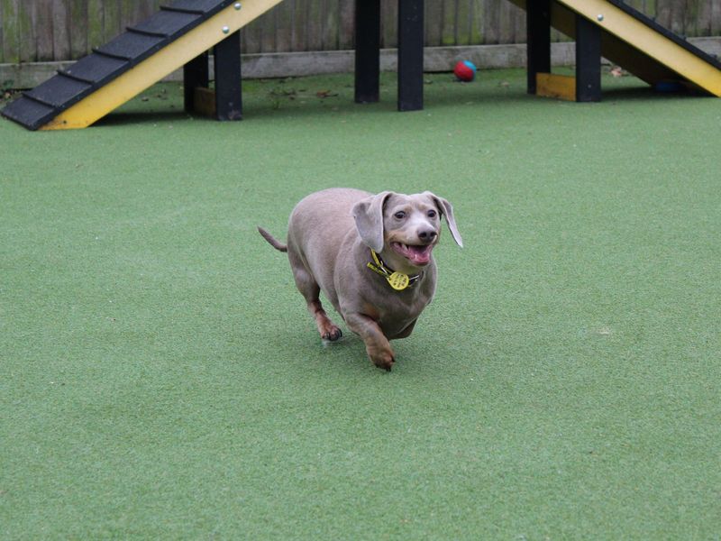 Dachshund for adoption in Glasgow, Scotland – 3 years old