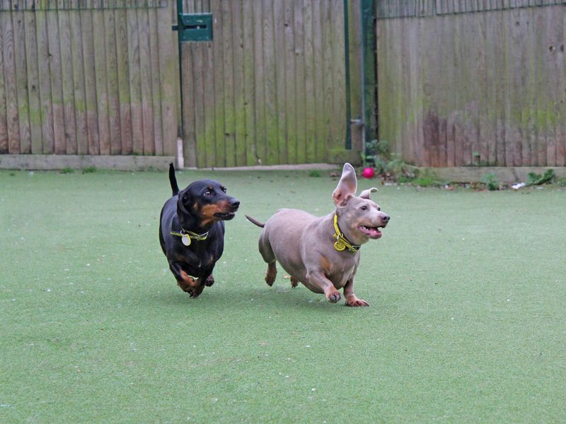 Dachshund for adoption in Glasgow, Scotland – 3 years old - Image 4 of 4