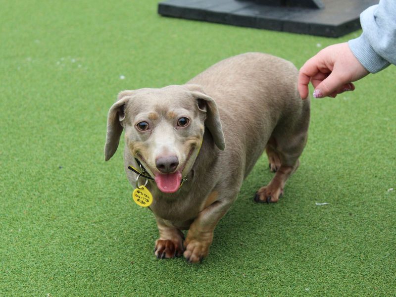 Dachshund for adoption in Glasgow, Scotland – 3 years old - Image 2 of 4