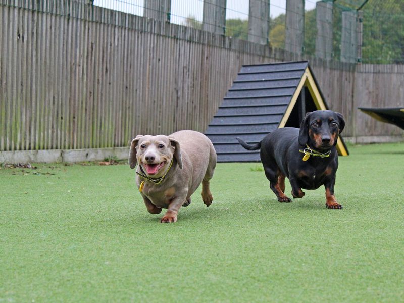 Dachshund for adoption in Glasgow, Scotland – 3 years old - Image 3 of 4