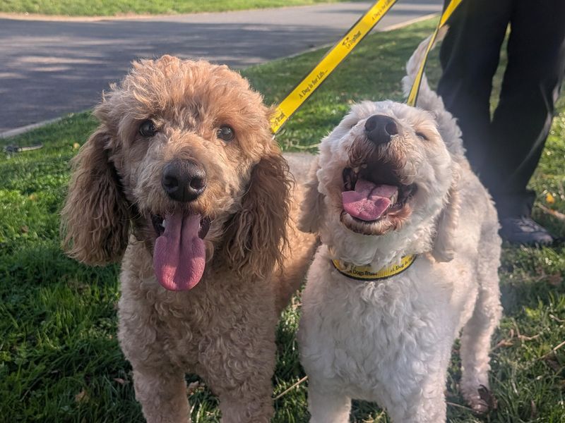 Poodle for adoption in Sadberge, Co Durham – 2 years old
