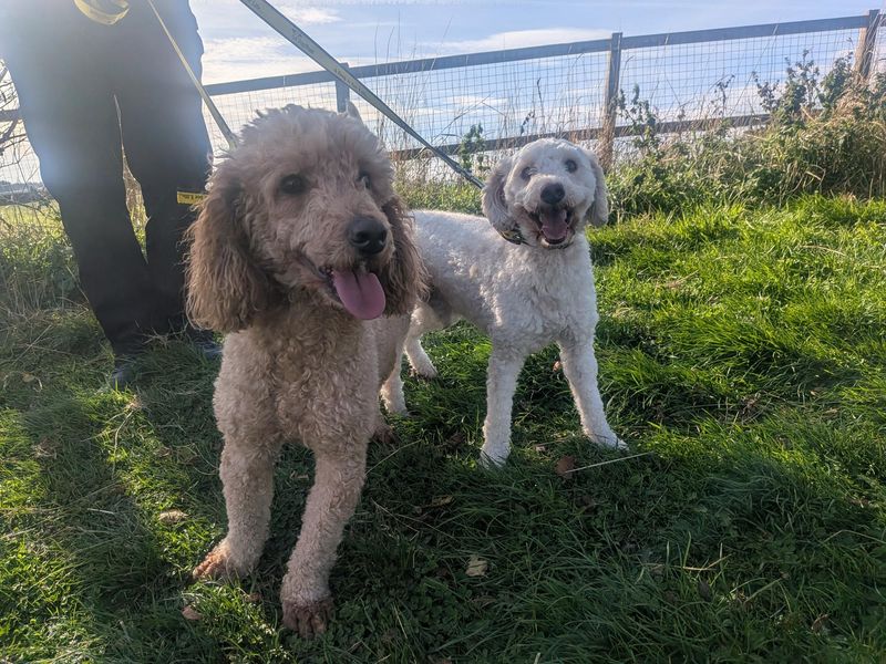 Poodle for adoption in Sadberge, Co Durham – 2 years old - Image 2 of 4