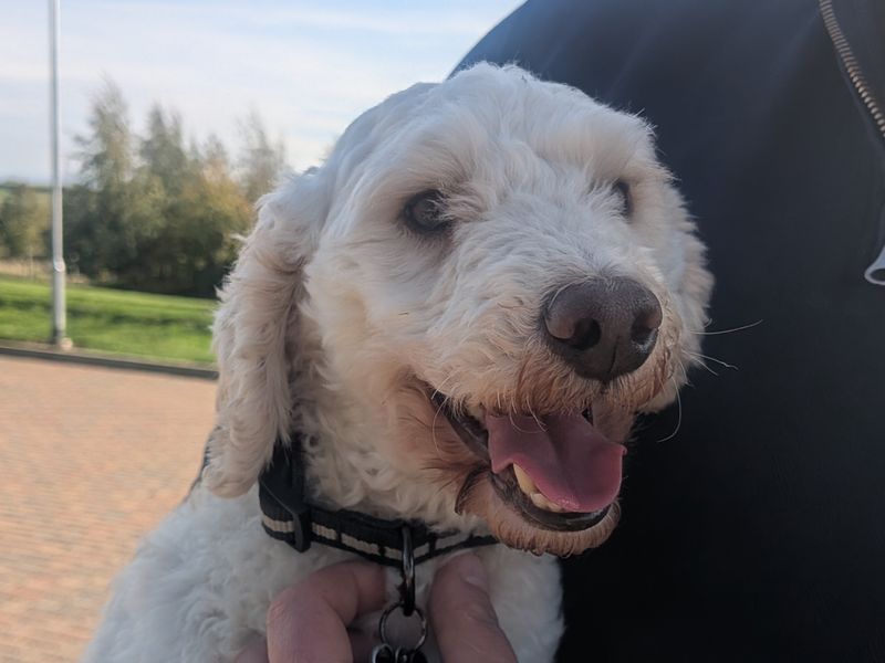 Poodle for adoption in Sadberge, Co Durham – 2 years old - Image 3 of 4