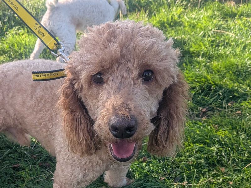 Poodle for adoption in Sadberge, Co Durham – 2 years old - Image 4 of 4