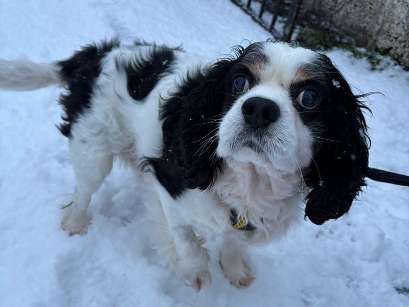Cavalier King Charles Spaniel for adoption in Ballymena, County Antrim – 8 years old - Image 4 of 4