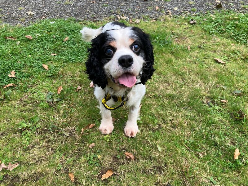Albert | Spaniel (Cavalier King Charles) | Ballymena (Northern Ireland) - 1