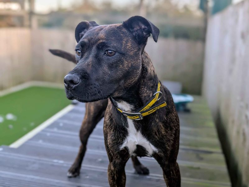 Staffordshire Bull Terrier for adoption in Cardiff, Glamorgan – 1 year old