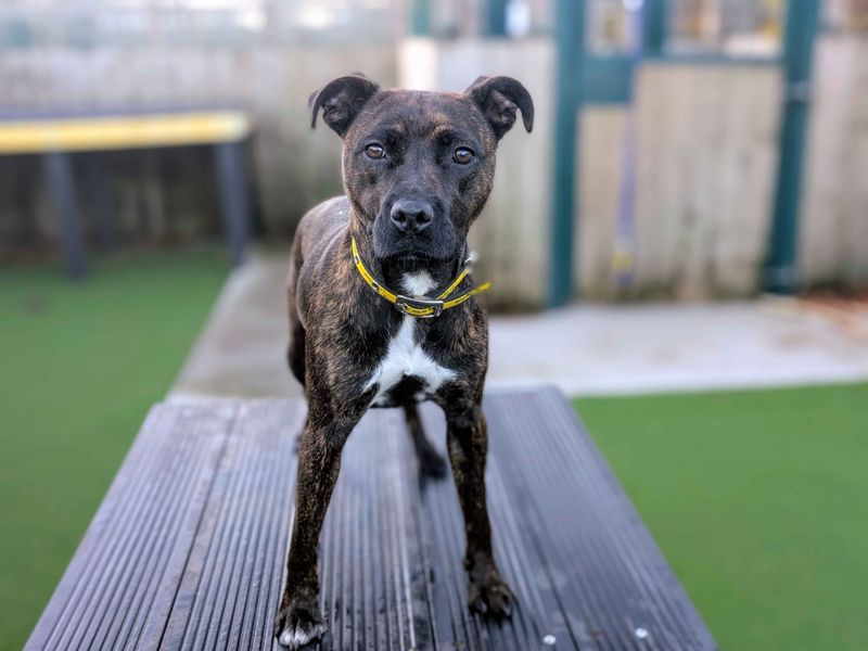 Staffordshire Bull Terrier for adoption in Cardiff / Caerdydd, South Glamorgan – 1 year old - Image 2 of 5