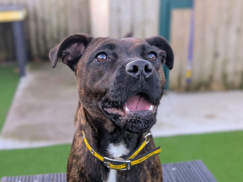 Staffordshire Bull Terrier for adoption in Cardiff / Caerdydd, South Glamorgan – 1 year old - Image 4 of 5