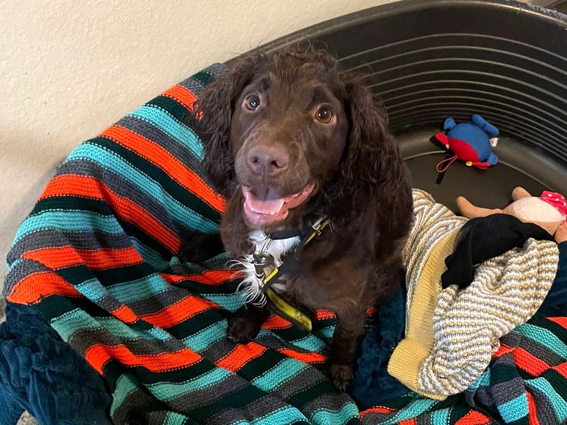 Cocker Spaniel for adoption in Shoreham-by-Sea, West Sussex – 1 year old - Image 2 of 3