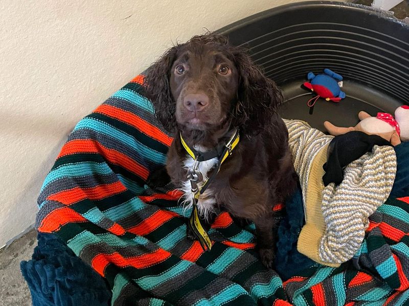 Cocker Spaniel for adoption in Shoreham-by-Sea, West Sussex – 1 year old - Image 3 of 3