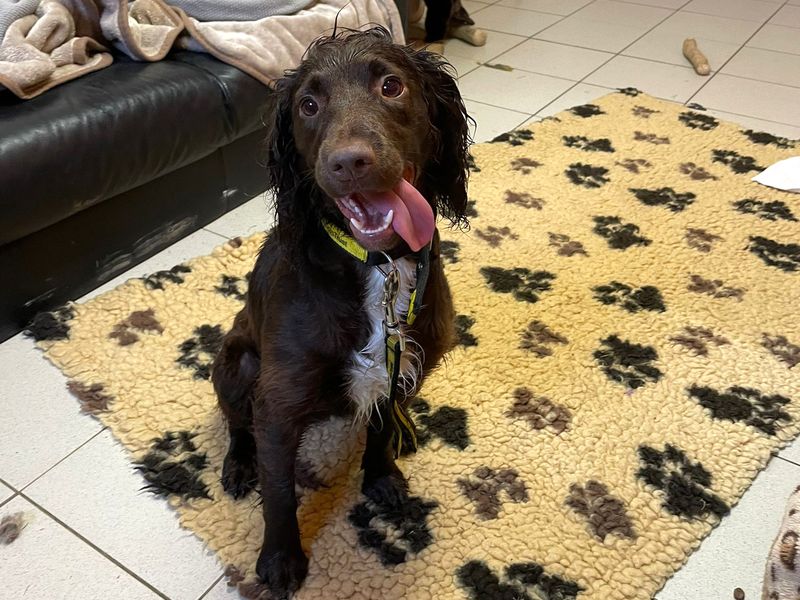 Cocker Spaniel for adoption in Shoreham by Sea, West Sussex – 1 year old