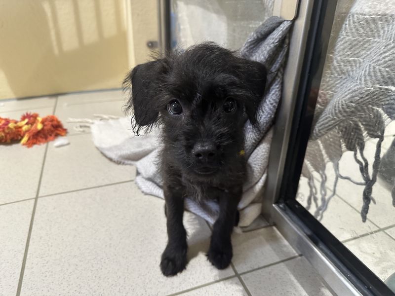 Poodle for adoption in Ballymena, Co Antrim – 4 months old - Image 3 of 4