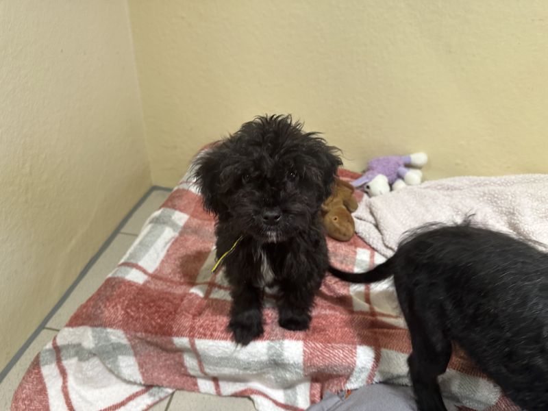 Poodle for adoption in Ballymena, Co Antrim – 4 months old - Image 2 of 4